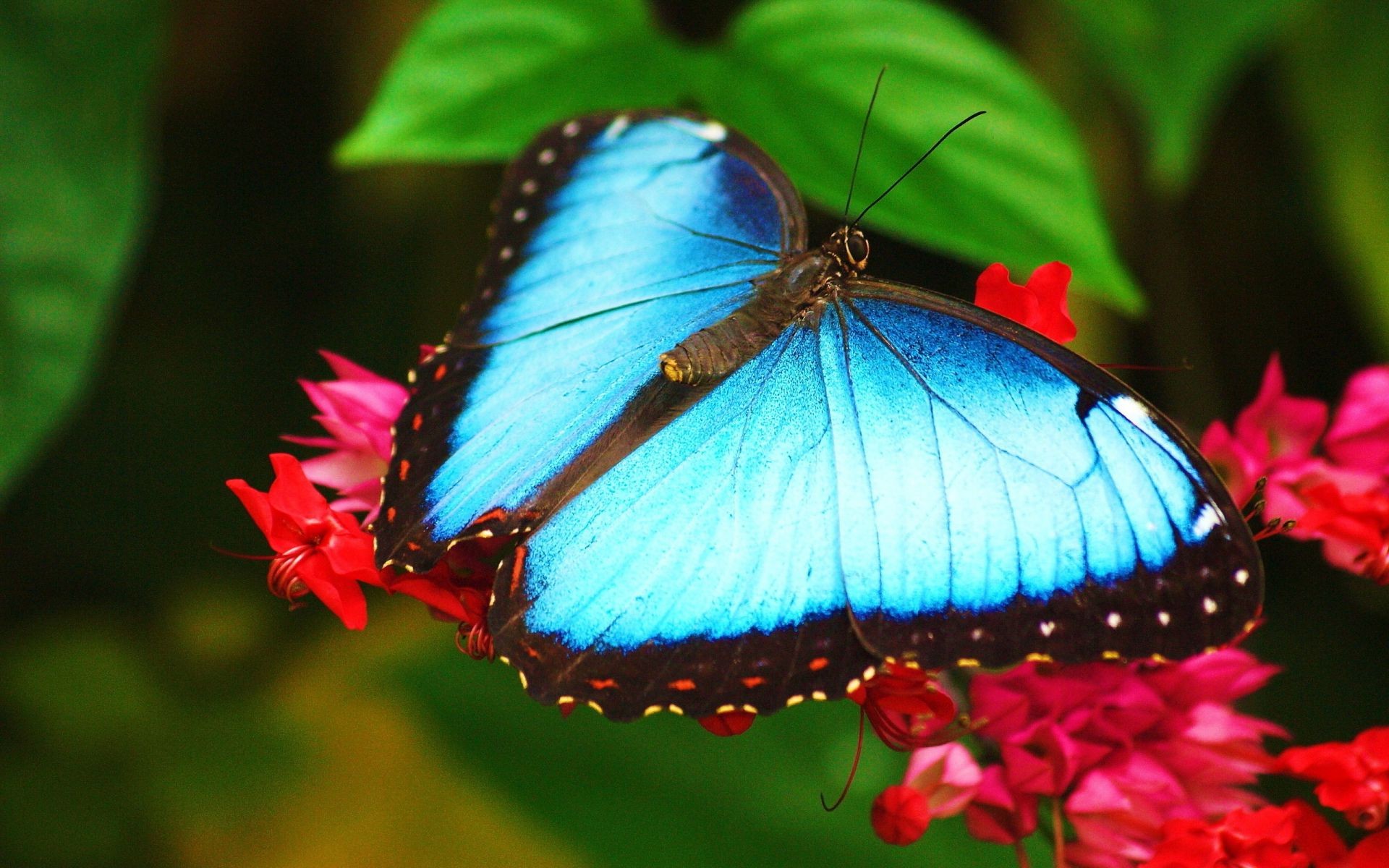 animais borboleta inseto natureza flor asa vida selvagem jardim voar verão mariposa ao ar livre monarca folha animal bonito delicado voo cor lepidoptera