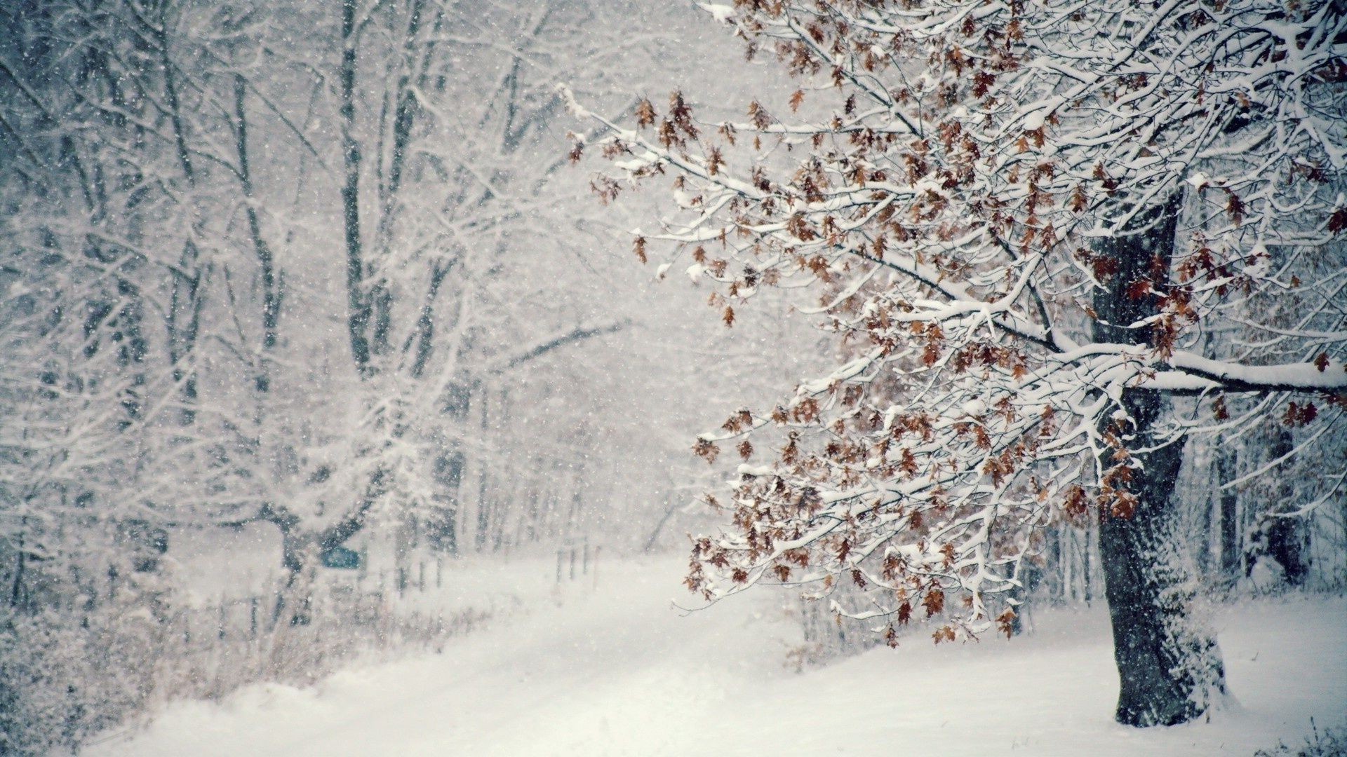 alberi inverno neve gelo freddo stagione albero congelato paesaggio ghiaccio tempo ramo legno gelido natura