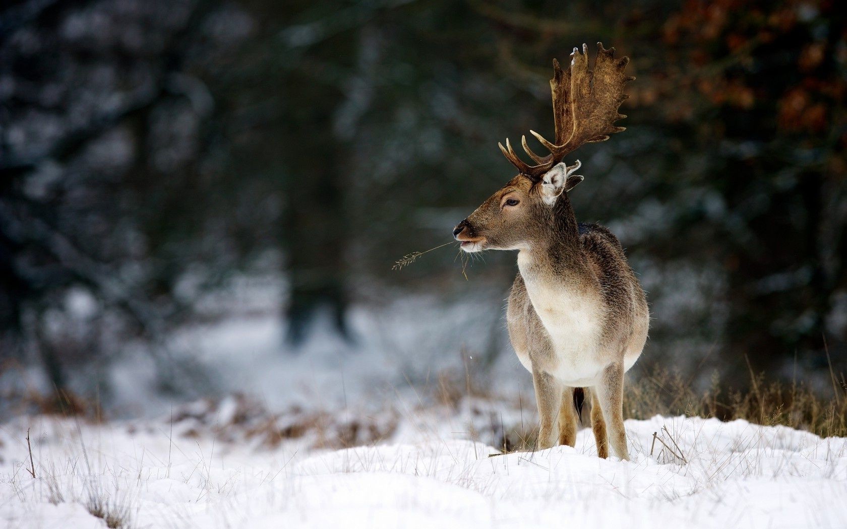 cerfs neige hiver bois nature la faune à l extérieur mammifère froid