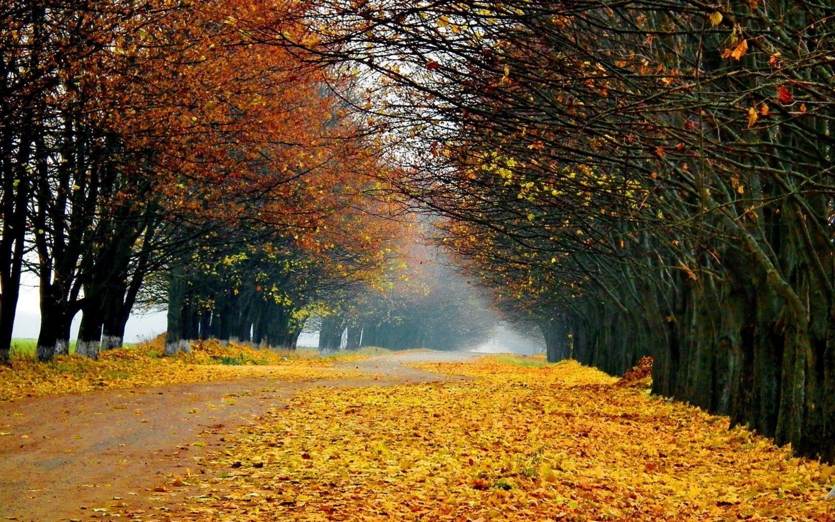 las jesień liść drzewo krajobraz drewno sezon park natura klon świt na zewnątrz mgła mgła oddział sceniczny środowisko dobra pogoda jasne złoto