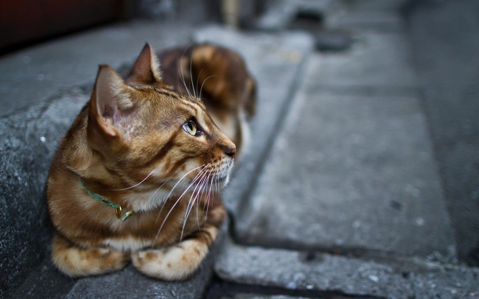 gatos gato fofa retrato animal olho animal de estimação pele visualização natureza jovem gatinho doméstico pouco engraçado cabelo