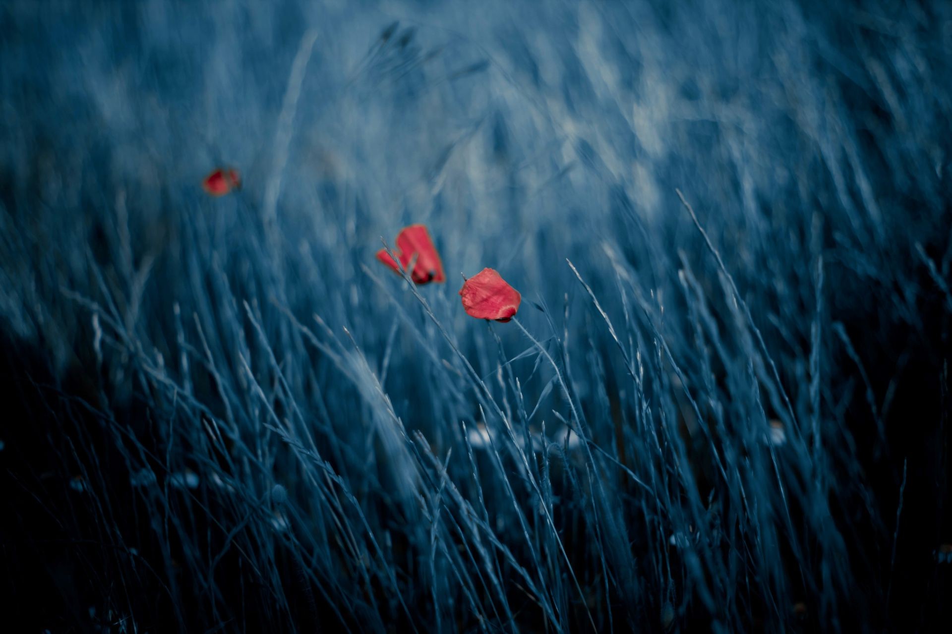 blumen blume poppy gras natur sommer heuhaufen flora feld farbe