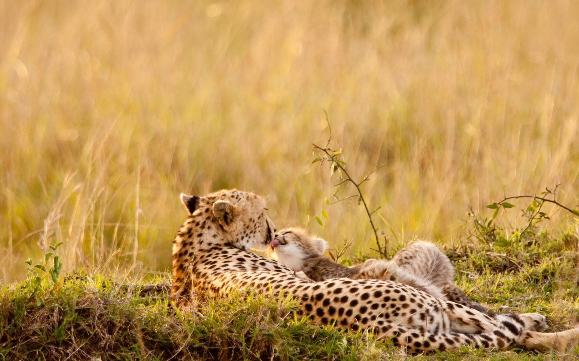 leopardos vida selvagem chita gato mamífero grama safari predador selvagem comedor de carne natureza animal caçador reserva savana gato grande serengeti kruger ao ar livre grande