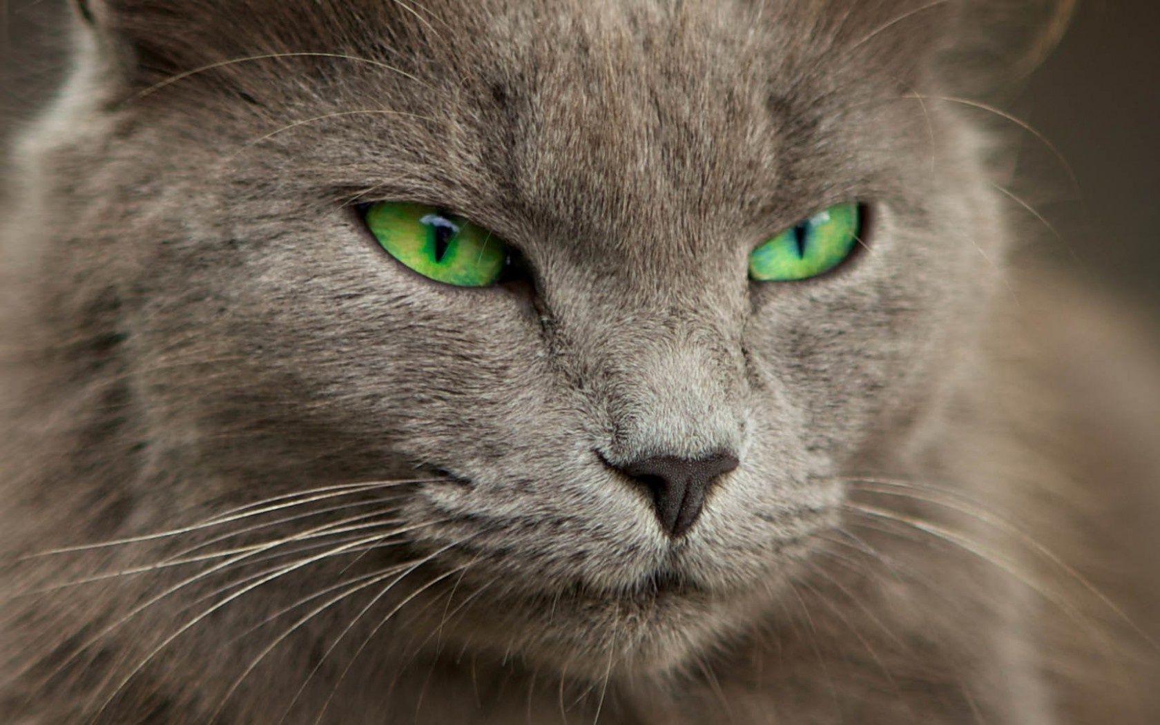 gatos gato ojo lindo mamífero animal retrato piel mascota gatito bigote gris pelo ver doméstico naturaleza joven nariz