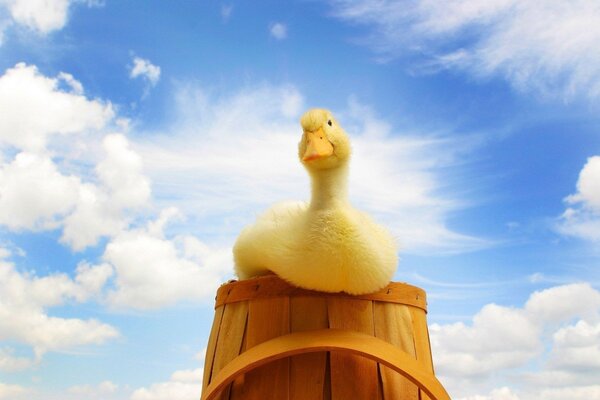 A duck sits on a barrel against the sky