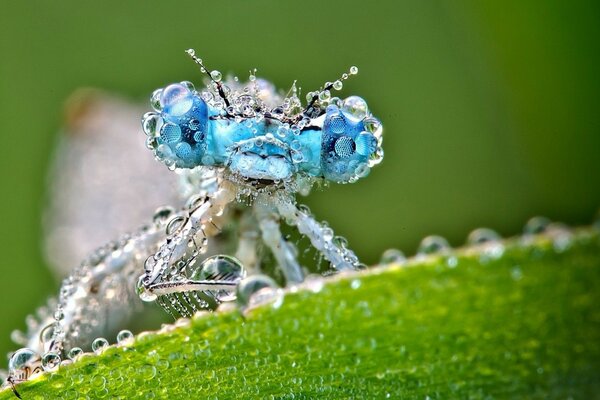 An original decoration made of fallen dew