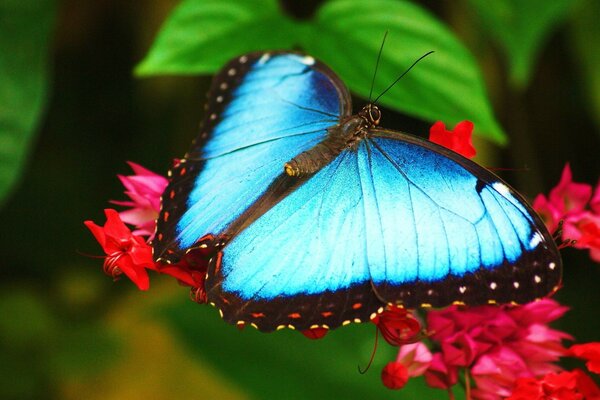 Blauer Schmetterling setzte sich zur Ruhe