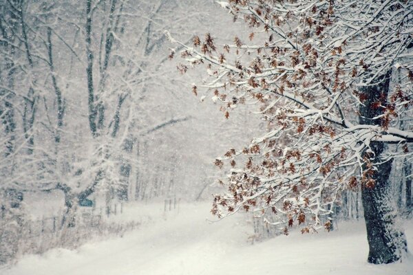 Trees on snow in cold winter