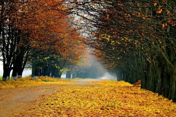 Autumn alley is covered with foliage