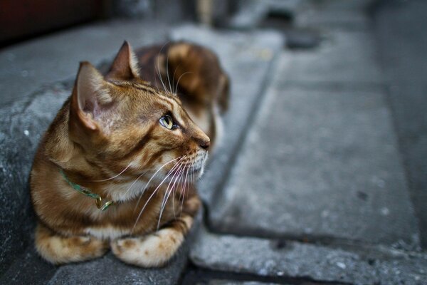 Chat roux avec une longue moustache