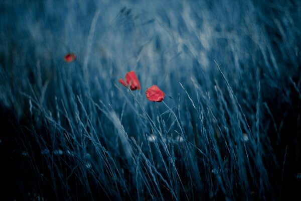 Fleurs rouges et herbe sur fond sombre