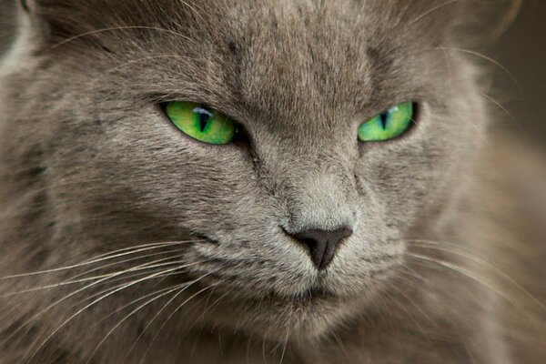 Chat domestique, yeux verts