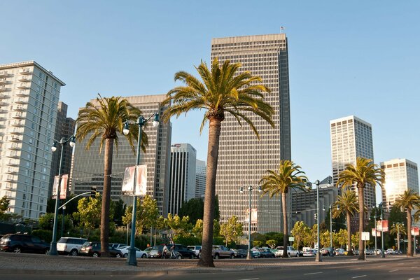 Palm trees in the stone jungle. Modern city