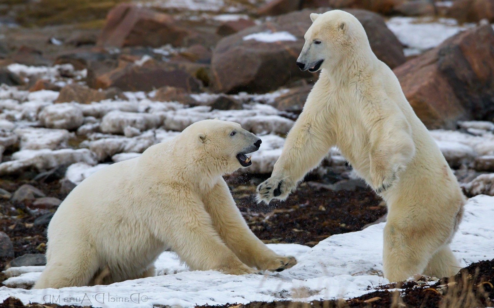 bären eisig polar wildtiere säugetier natur tundra im freien eis zwei winter wasser wild pelz