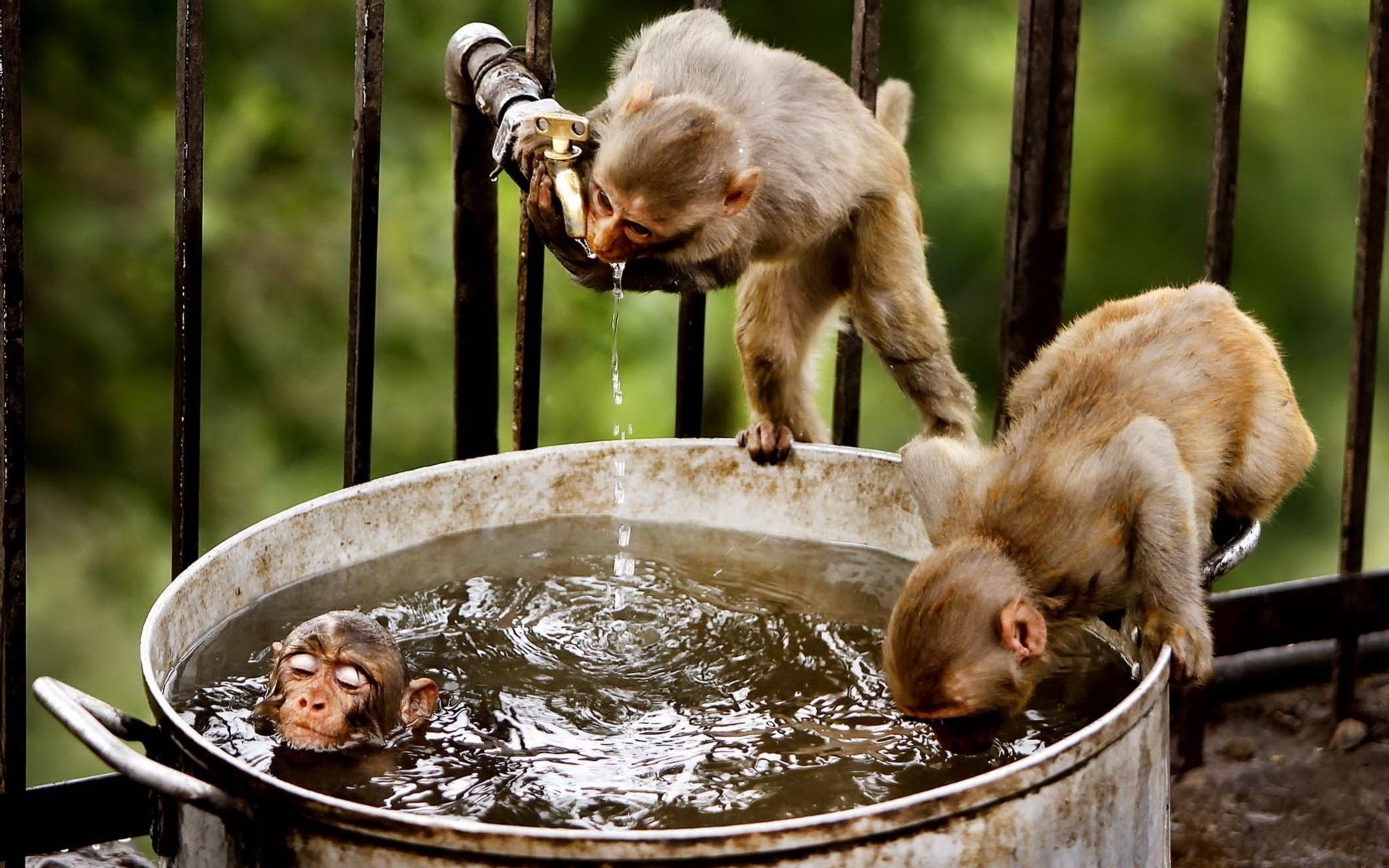 primatas mamífero macaco sozinho primata fofa comida engraçado vida selvagem