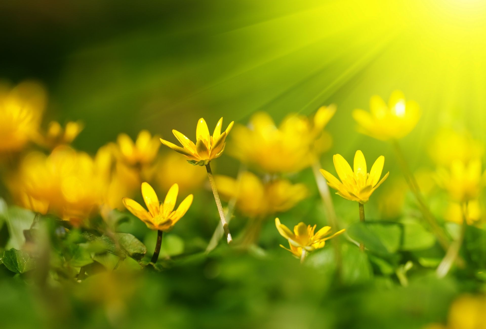 花 自然 叶 花 夏天 植物群 花园 草 增长 明亮 字段 好天气 户外 太阳 颜色