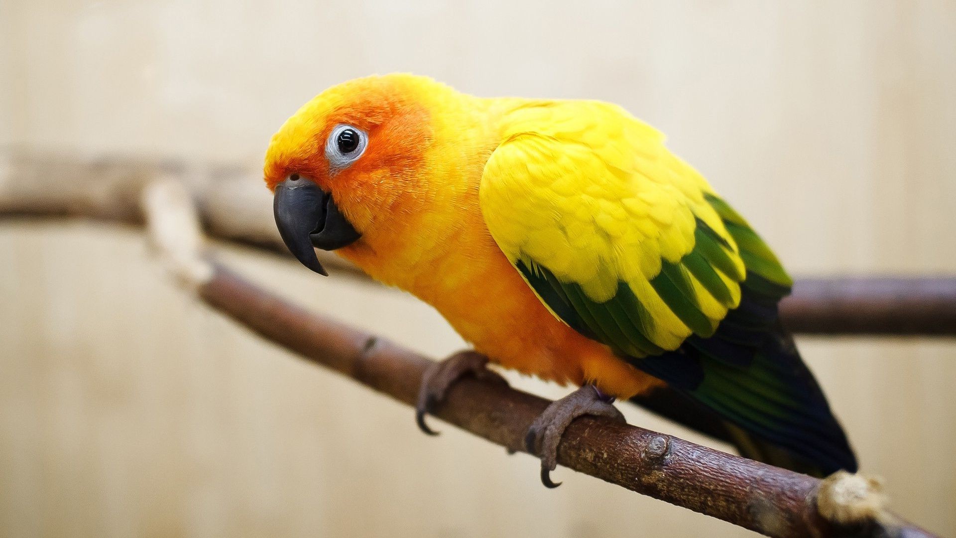 animales loro pájaro vida silvestre zoológico guacamayo animal loro pico tropical salvaje aviador pluma naturaleza ala exótico lindo