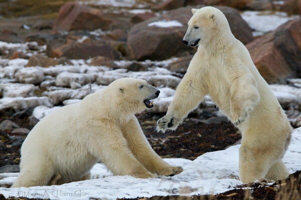 Kutup ayıları soğuk bir sabah şımartmayı sever