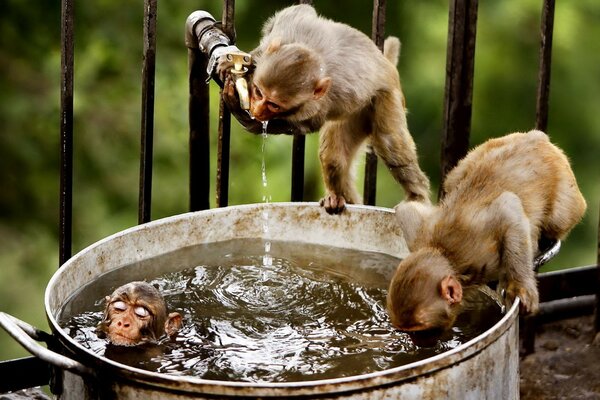 Three little monkeys playing with water