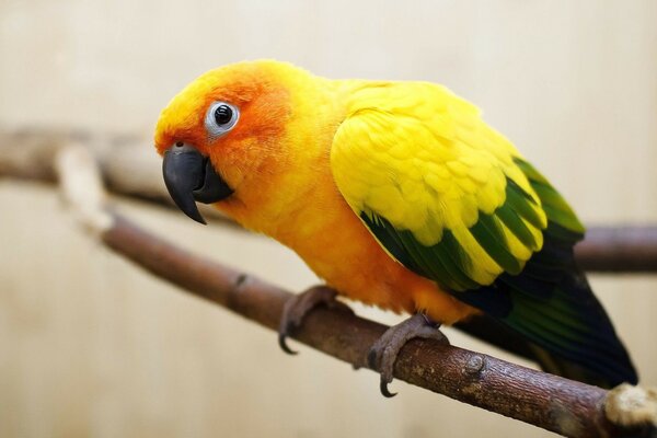 A yellow parrot is sitting on a branch