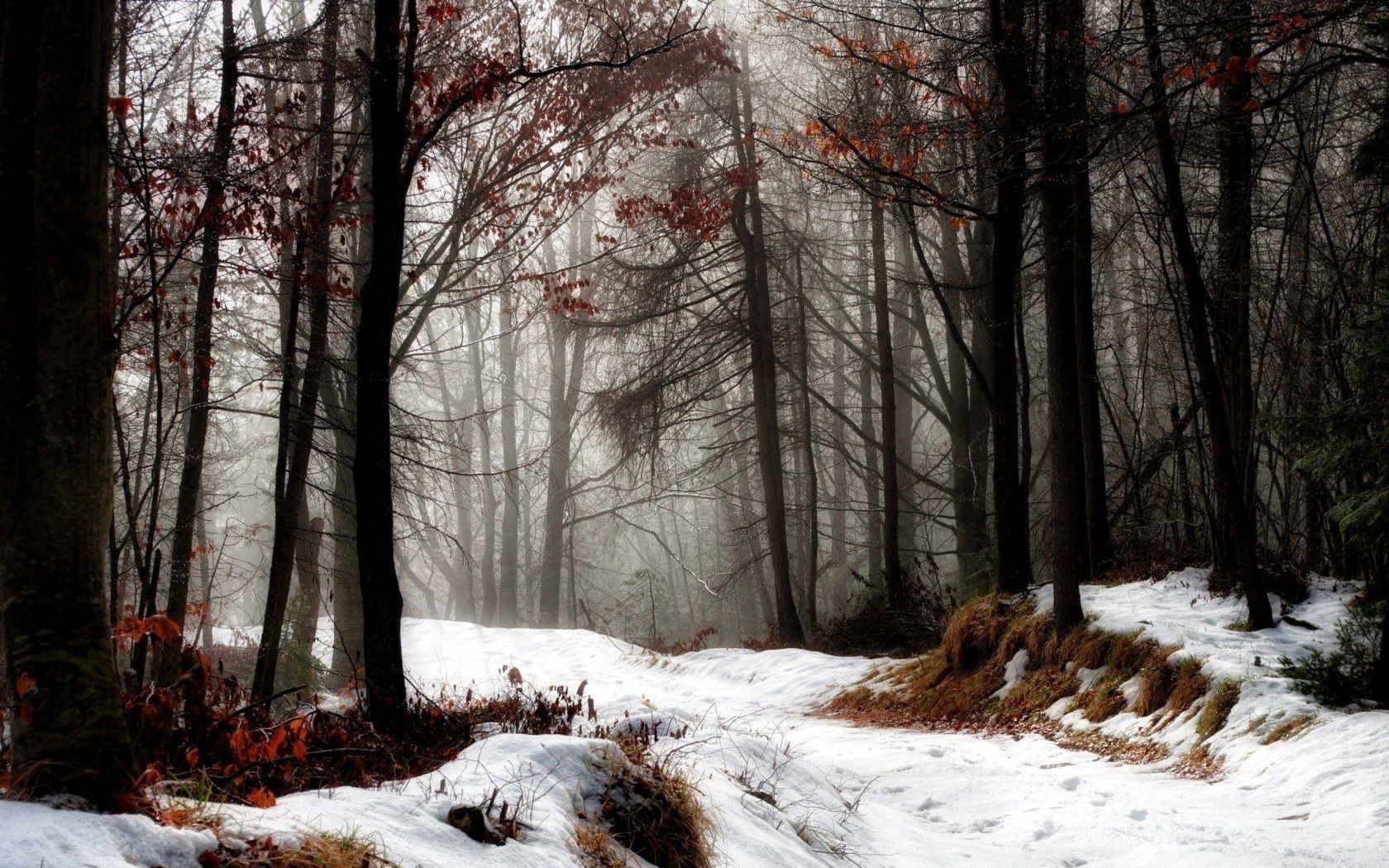 bosque invierno nieve árbol paisaje madera frío temporada naturaleza escarcha hielo congelado tiempo parque escénico otoño rama al aire libre buen tiempo paisaje