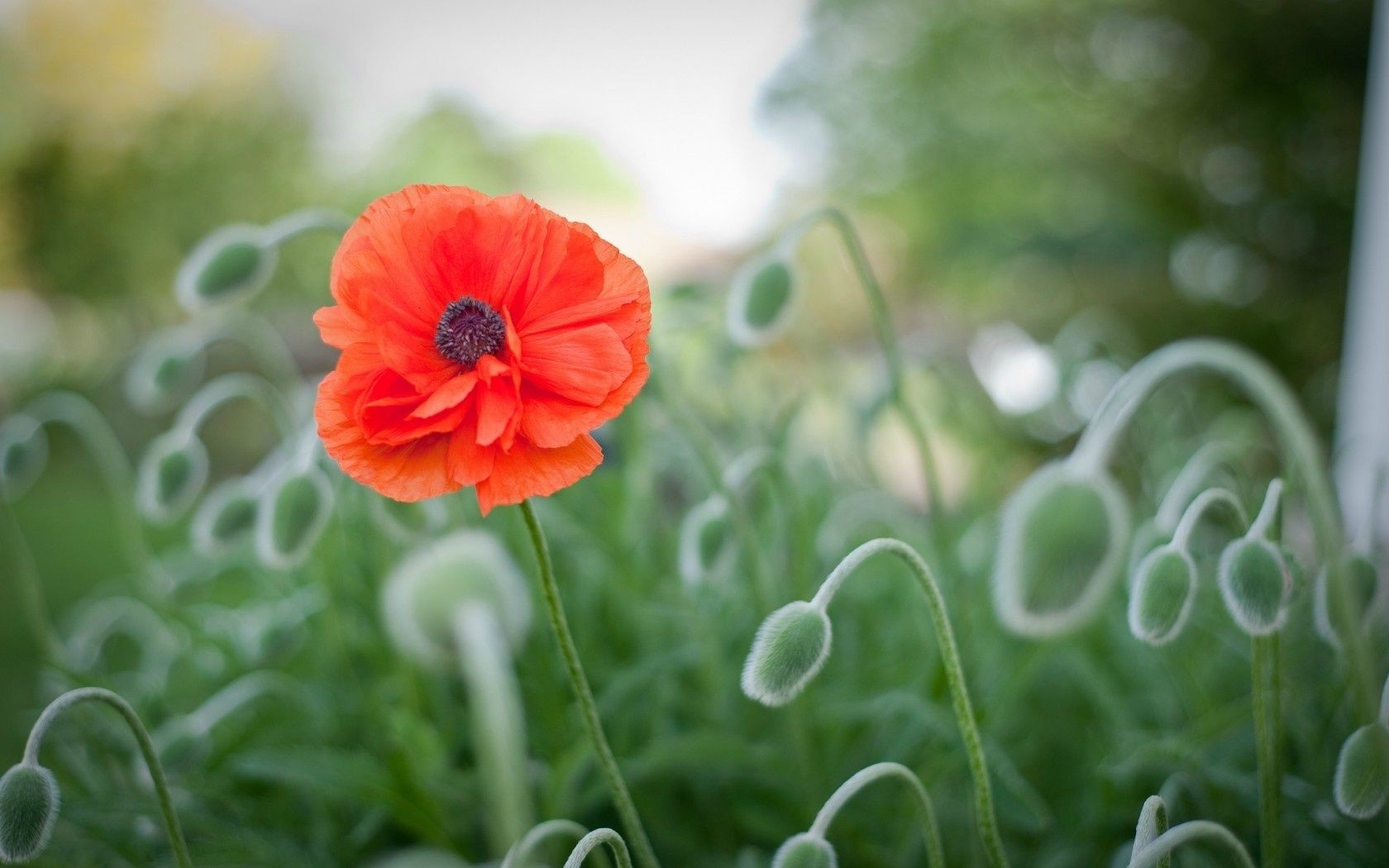 flowers nature flora field summer garden flower grass hayfield close-up leaf growth color bright season freshness