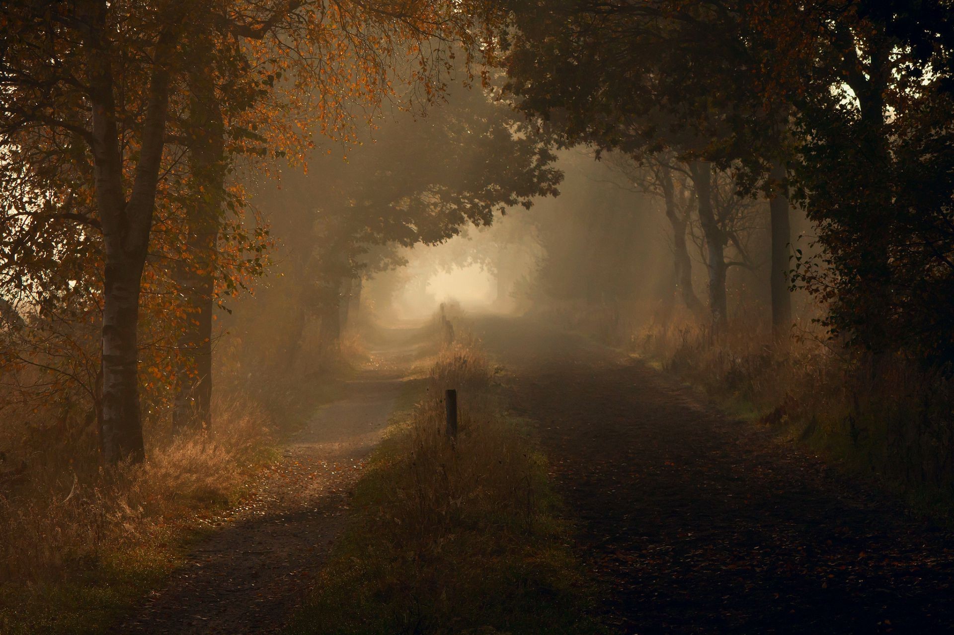 foresta nebbia nebbia albero paesaggio autunno alba legno luce natura sole parco bel tempo mistero foglia