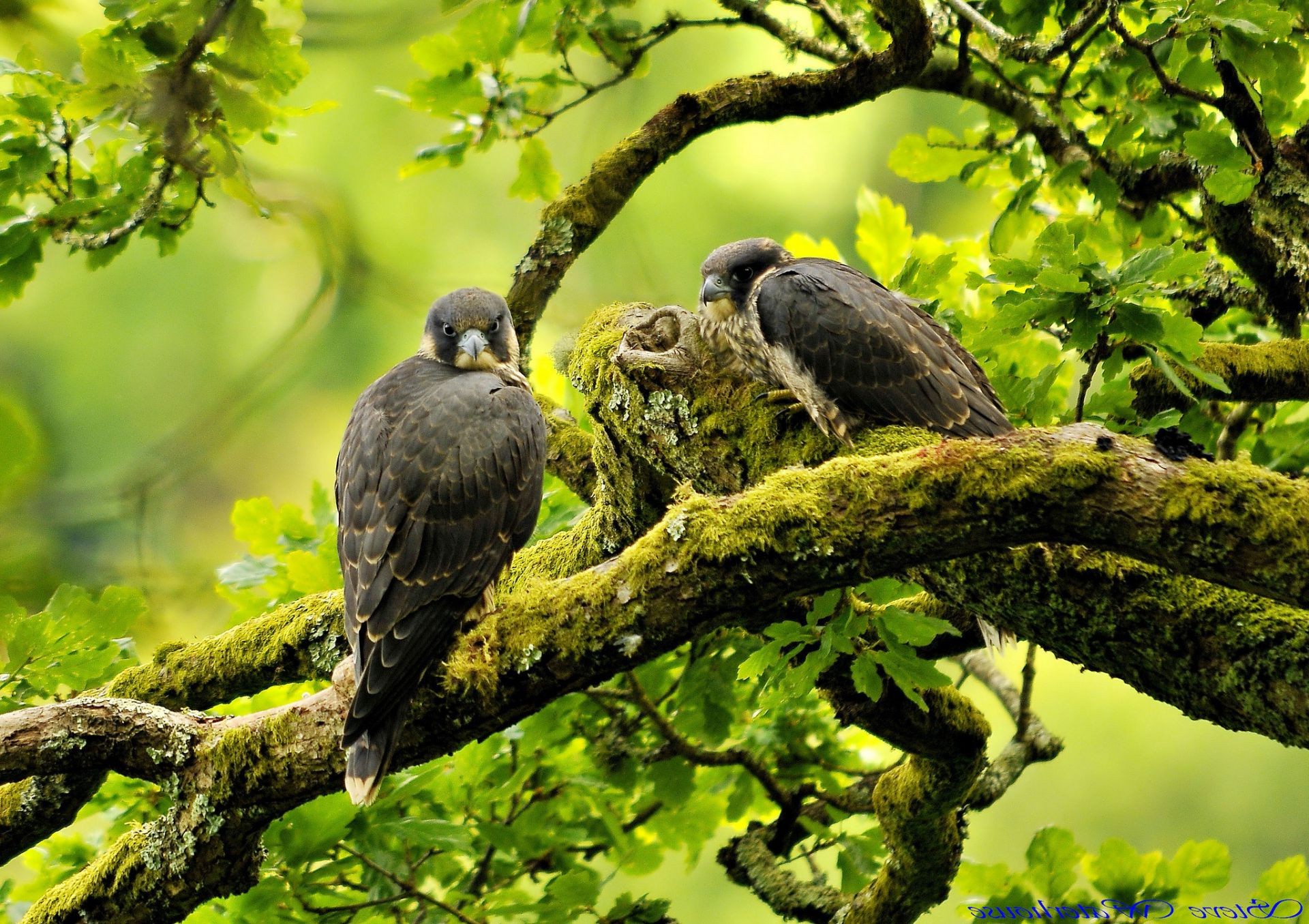 animali uccello natura fauna selvatica all aperto albero selvaggio animale