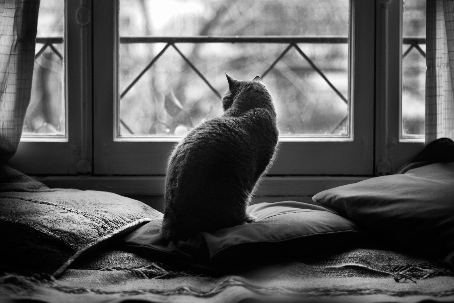 chats fenêtre lit sommeil monochrome chambre à coucher famille chat meubles chambre à l intérieur aube