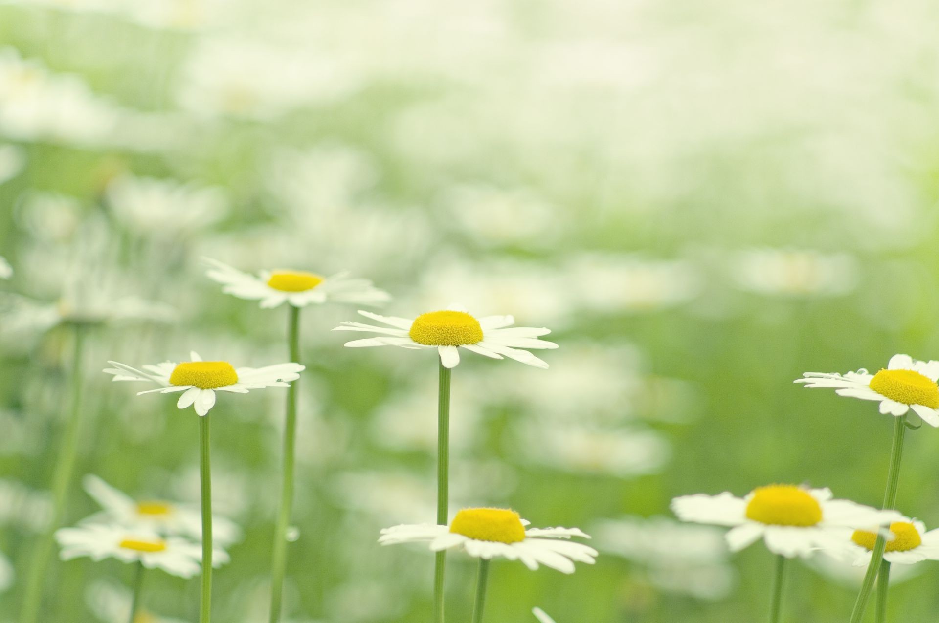 stokrotki natura lato trawa flora dobra pogoda wzrost liść pole kwiat sianokosy na zewnątrz wiejskie jasne rozmycie