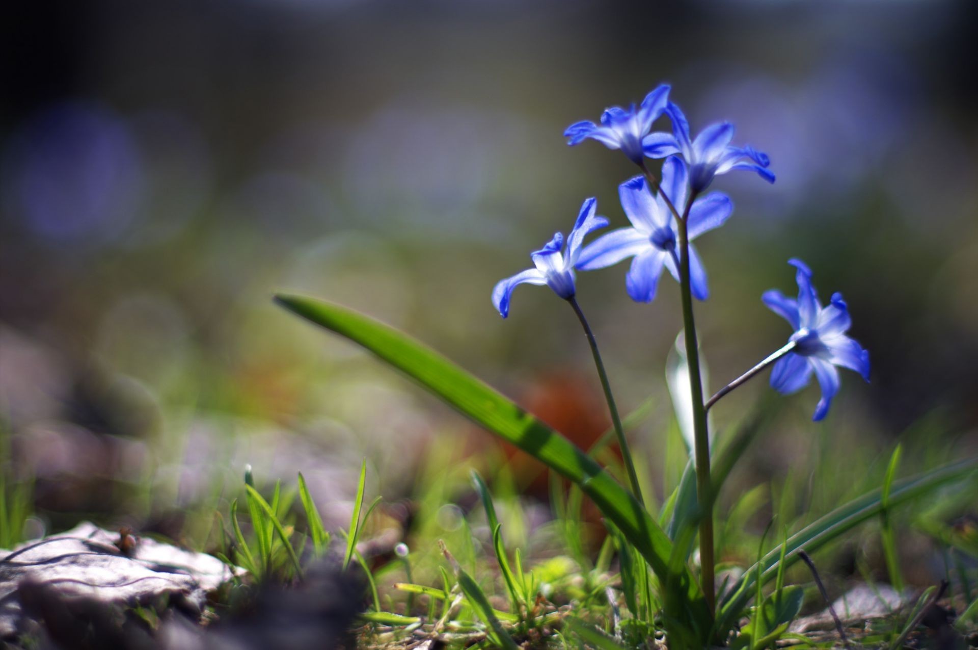 природа цветы синие подснежники загрузить