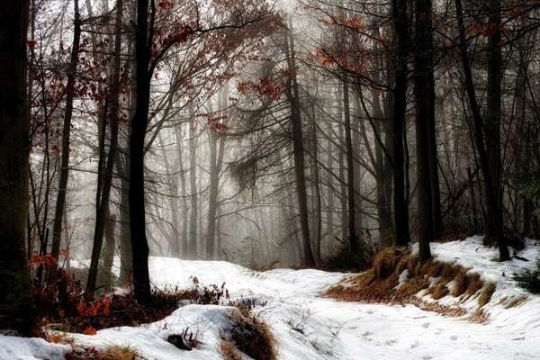 Ein mürrischer Wald am Winterabend