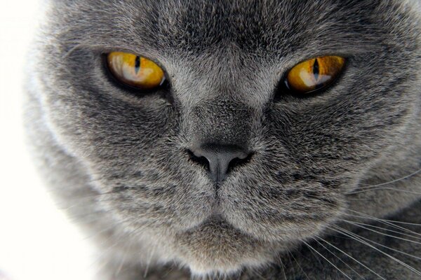 Un gato gris oscuro Mira al observador