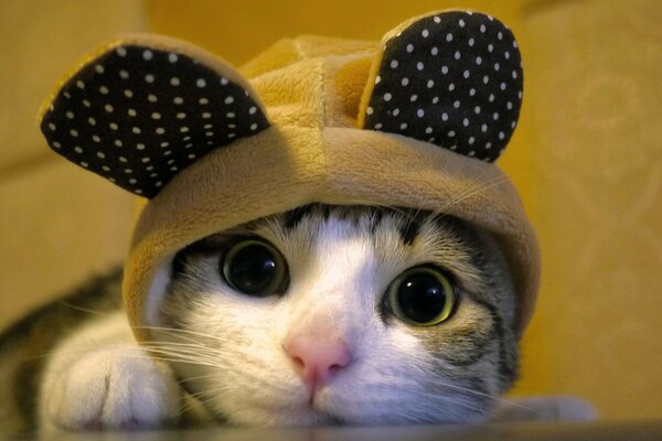 Chat mignon dans un costume mignon