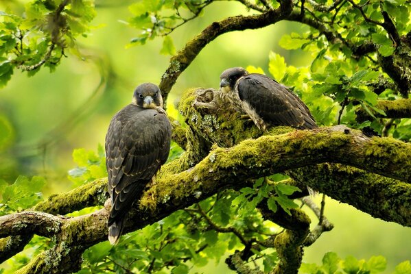 Birds are sitting on a tree branch overgrown with moss