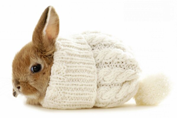 Lapin mignon dans un chapeau de duvet