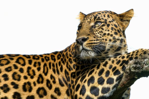 A very beautiful leopard is sitting with folded paws