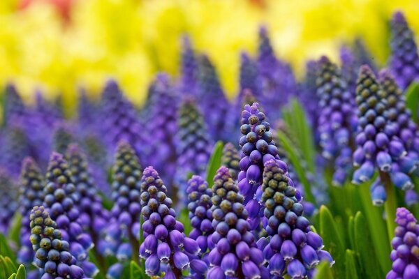 A field of a huge number of purple flowers