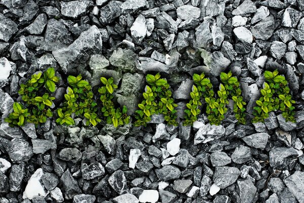 Inscription of leaves on stones