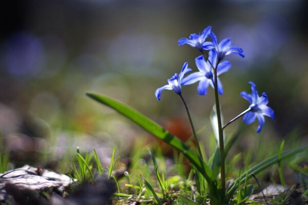 Hermosas flores azules de primavera