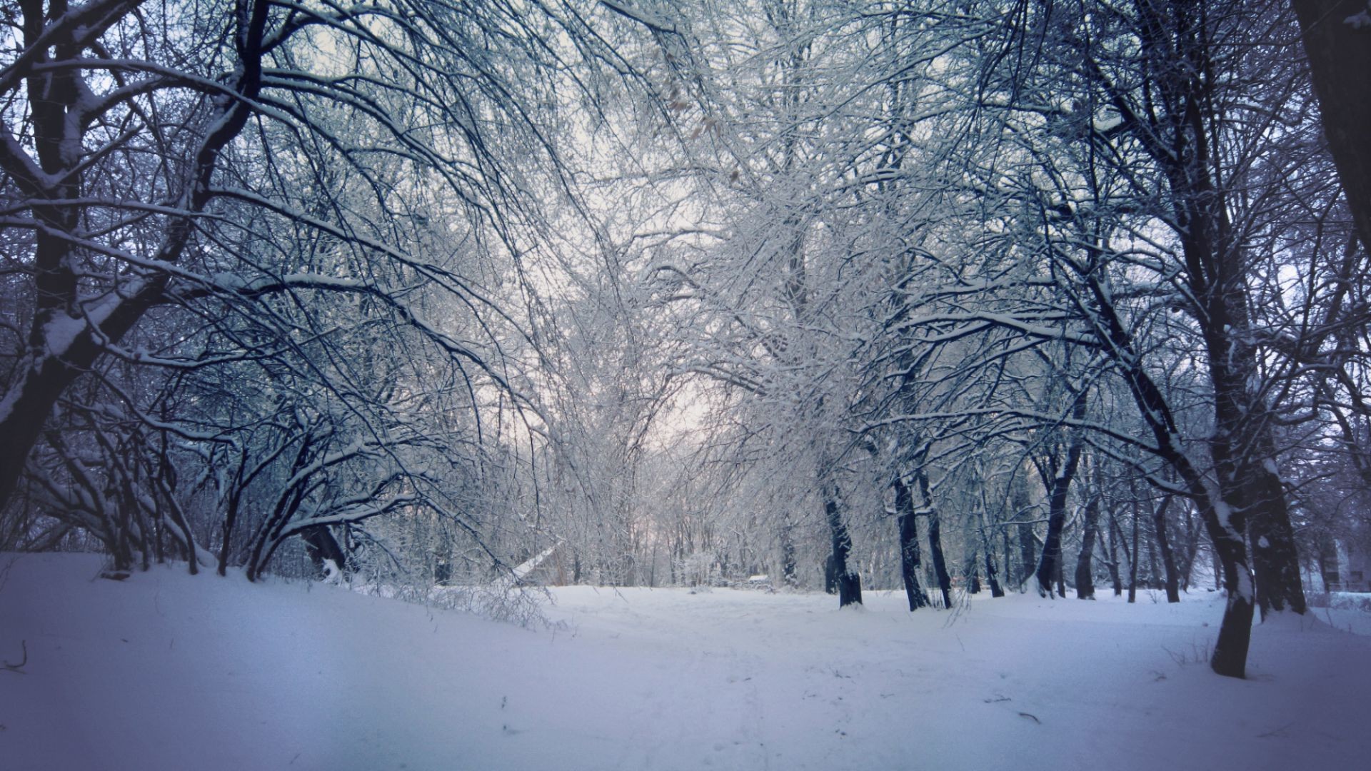 inverno neve freddo gelo albero congelato tempo legno paesaggio ghiaccio stagione ramo nebbia scenico gelido nevoso neve-bianco bufera di neve scena parco