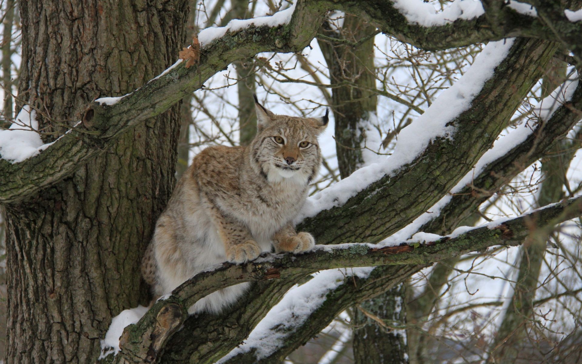 zwierzęta drzewo natura drewno dzika przyroda zima na zewnątrz ssak śnieg zwierzę kot dziki drapieżnik