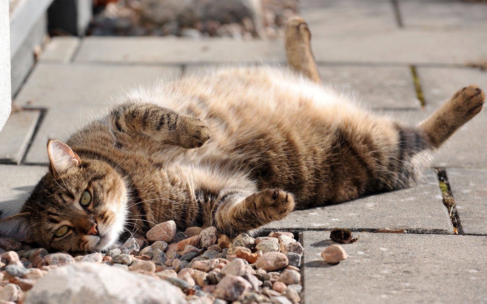 katze katze kätzchen tier niedlich säugetier fell haustier inländische natur auge wenig porträt jung grau vorschau tabby liebenswert schlafen haare neugierig