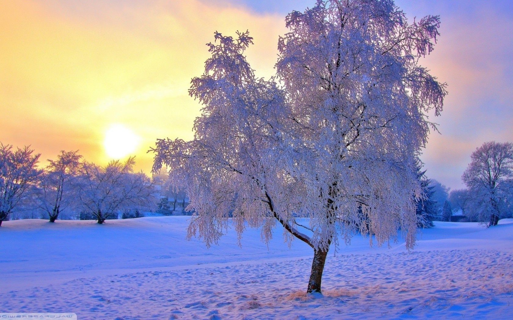 winter tree snow dawn season landscape wood frost cold fair weather nature frozen scenic branch sun weather park ice composure