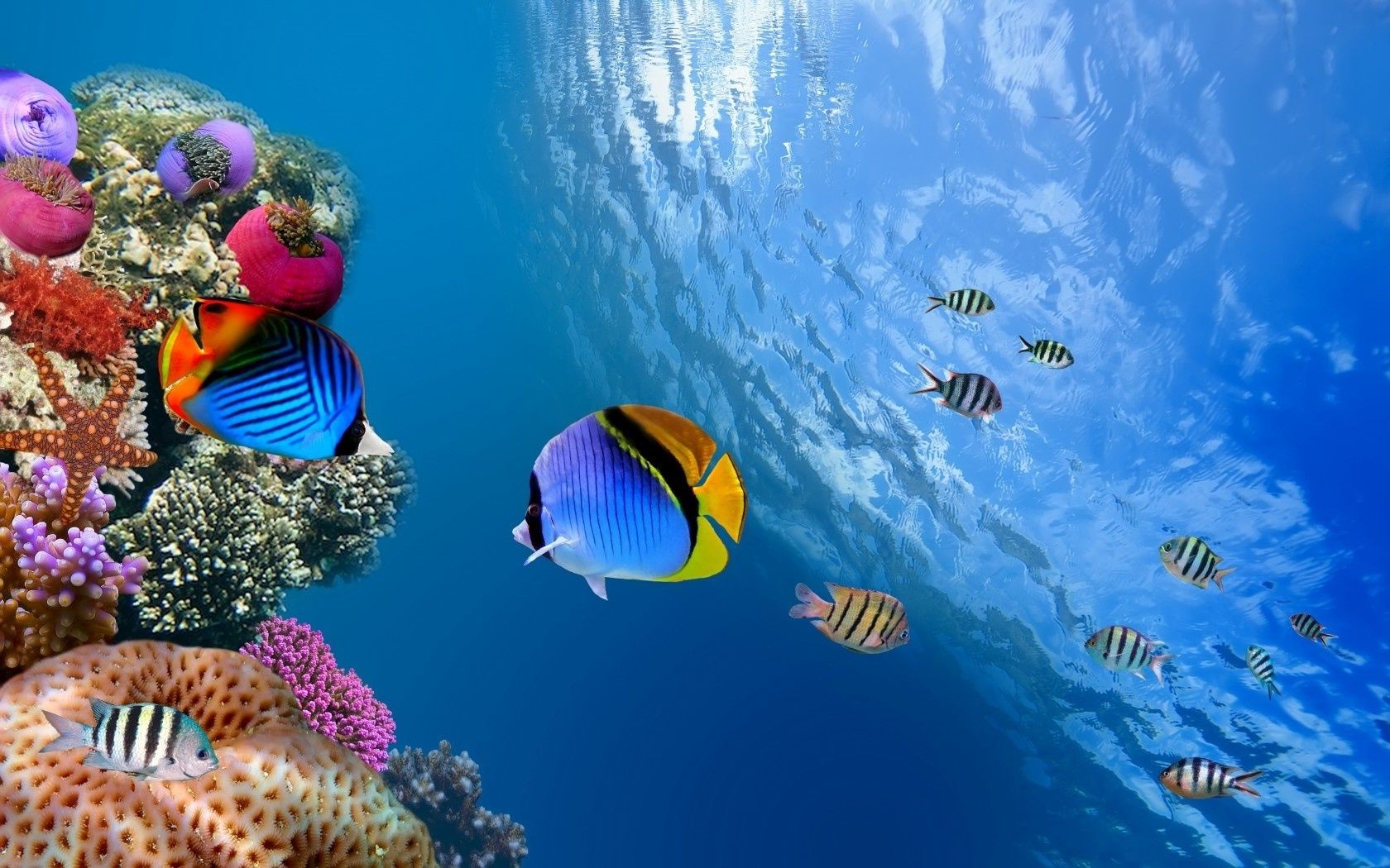 animales bajo el agua peces coral arrecife océano tropical agua acuario buceo mar natación profundo marina naturaleza submarino snorkel invertebrados vida silvestre profundidad