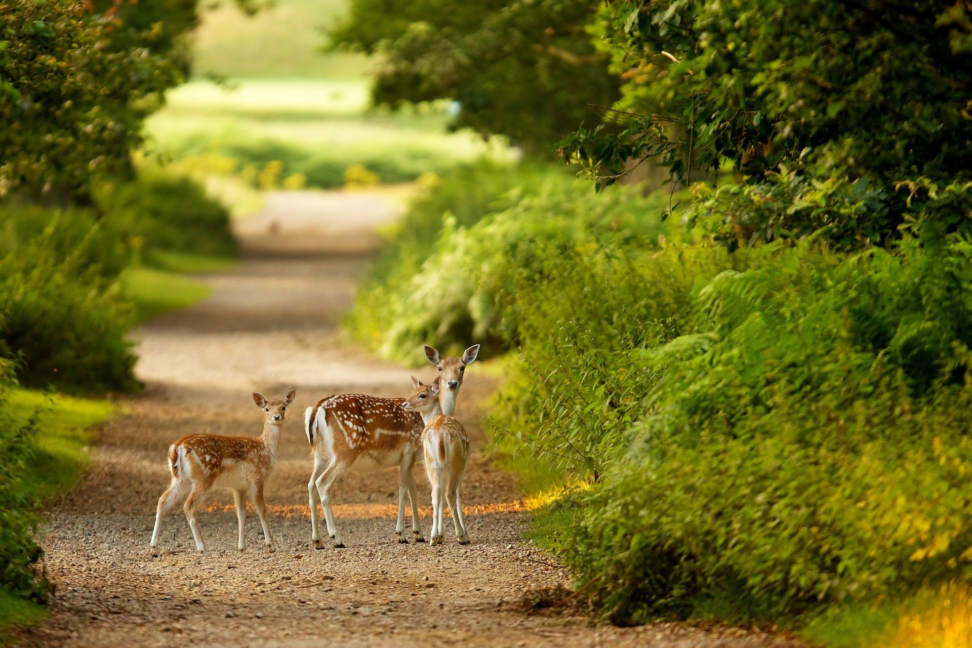 cerf herbe mammifère à l extérieur nature bois sauvage été