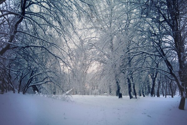 Winter is beautiful nature sky trees