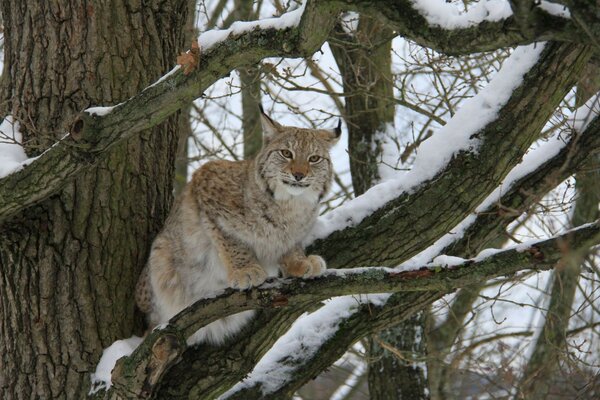 A snow leopard is sitting on a tree