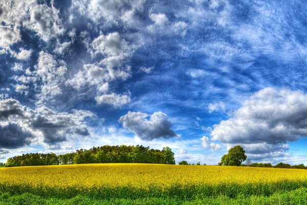 View of a field of daisies and a beautiful blue sky