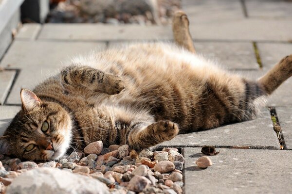 Gatto fresco sdraiato sulla schiena